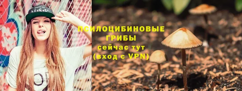 где купить наркоту  Борзя  Галлюциногенные грибы Psilocybe 